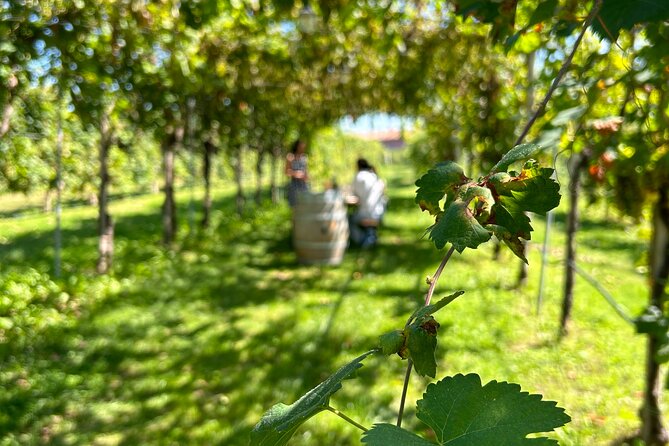 2 Guests Private Prosecco Road Tour All Inclusive from Venice - Why the Prosecco Road is worth a day from Venice
