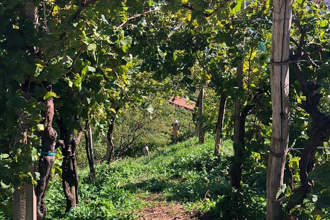 A Sparkling Day in the Prosecco Hills from Venice - A viewpoint among the vines