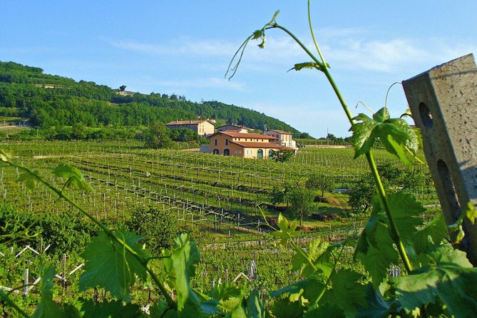 Amarone & Soave Wine Tour with Sommelier – Visit Verona - Verona between the vineyards