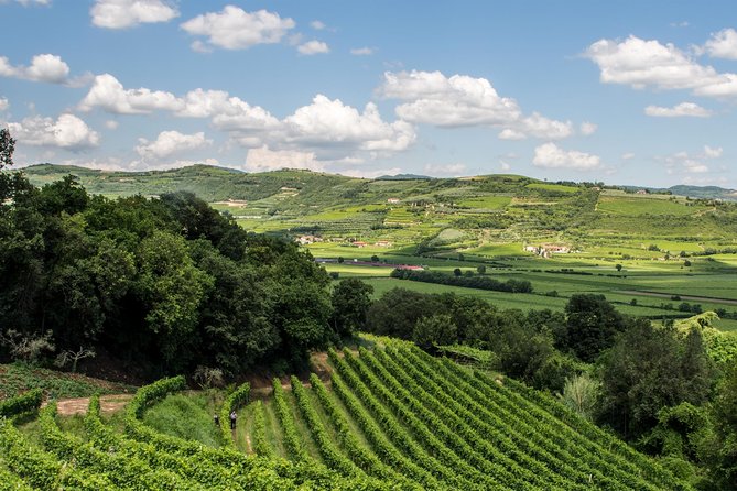 Amarone & Soave Wine Tour with Sommelier – Visit Verona - Second tasting: Valpolicella and Amarone