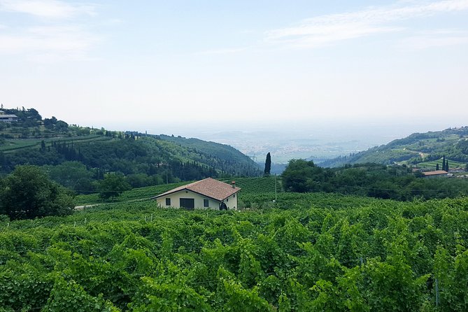 Amarone Wine Tour (all-inclusive full day with lunch and expert wine guide) - Two Family Wineries in Valpolicella