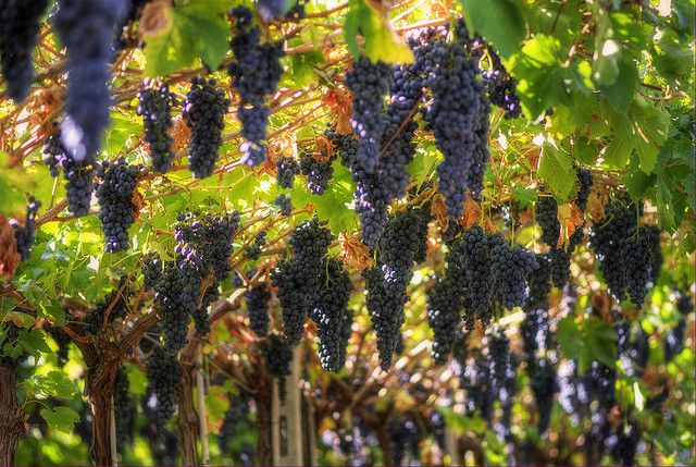 Amarone Wine Tour & Tasting from Venice, Padua or Verona - The first cantina and five classic wines