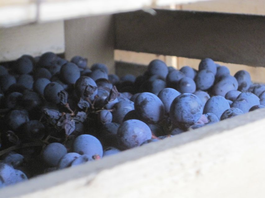 Amarone Wine Tour & Tasting from Venice, Padua or Verona - The second producer adds useful contrast