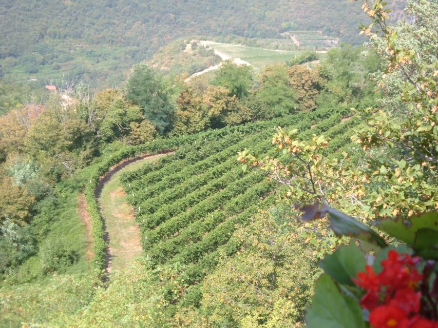 Amarone Wine Tour & Tasting from Venice, Padua or Verona - Mario, Rachel, and the guide experience