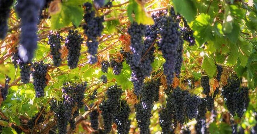 Amarone Wine Tour & Tasting from Venice, Padua or Verona - The drive through Valpolicella