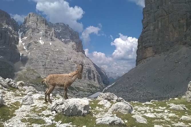 Dolomites Hiking tour - Five hours in the Dolomites Bellunesi National Park