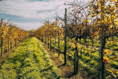 Prosecco Hills and Wine Tasting Tour