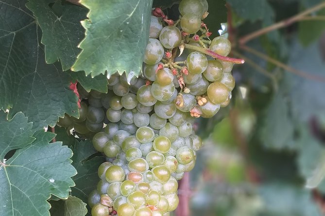 Full day Private Prosecco Tour, with certified Sommelier - What the $420.55 price really buys