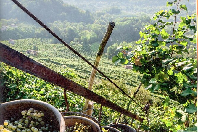 Full Day Wine Tour and Tasting in the Prosecco Region - Weather, pace, and the best time to go