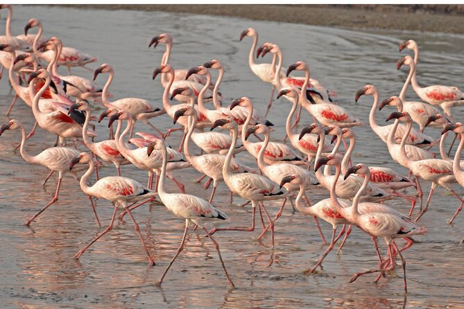 Lio Piccolo: Flamingos & Birdwatching Bike Tour in the Lagoon - Key points to know before booking