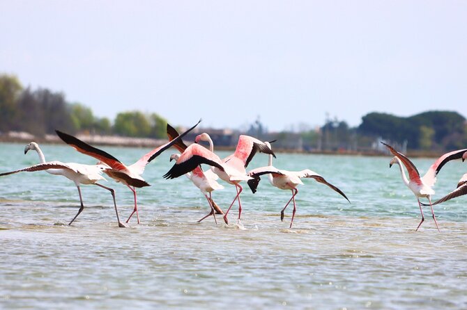 Nature Kayak Tour: Exploring Europe’s Largest Lagoon - Expect a real workout, not a canal cruise