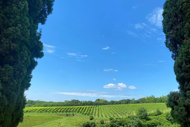 Premium Cheeses and Gins Tour in the Prosecco hills. Full lunch! - Conegliano Castle and the first hill views
