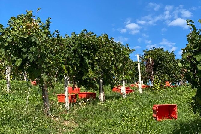 Premium Private Prosecco Hills Tour - 2 Wineries. Private tour. - Why the five grape varieties matter
