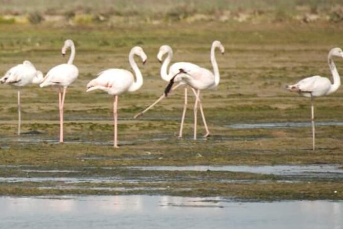Private Boat Tour to Murano, Burano and Torcello - Practical planning before you book