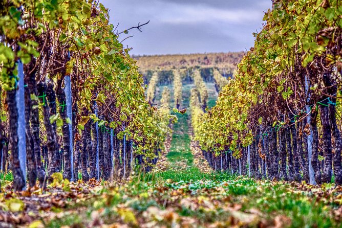 Private Valpolicella Day Trip from Venice: Wine Tasting and Verona - Key points to know before booking