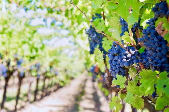 Private Valpolicella Day Trip from Venice: Wine Tasting and Verona - What the $1,175.05 price means