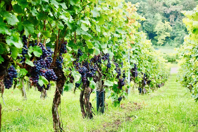 Private Valpolicella Day Trip from Venice: Wine Tasting and Verona - Who should book this experience