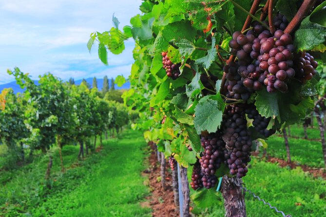 Private Valpolicella Day Trip from Venice: Wine Tasting and Verona - The Valpolicella winery and Amarone tasting