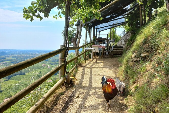 Prosecco Hills Day Trip from Venice & Treviso: 2 Wineries - Cartizze vineyards and the local osteria