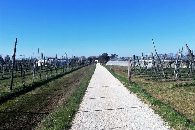 Sant’Erasmo Bike Tour in Venice’s Green Island - A family apiary and the taste of barena honey