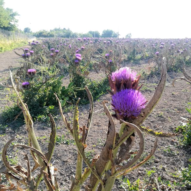 Venice: Bike Tour Honey & artichockes on Sant’Erasmo Island - Pedaling past saltmarshes and artichoke fields