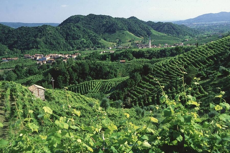 Venice: Prosecco Hills Wineries Tour with Tastings and Lunch - How the timing affects your day